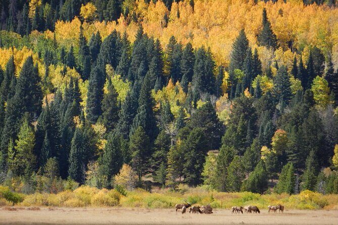 Private Rocky Mountain National Park 4 Hour Tour - Key Points