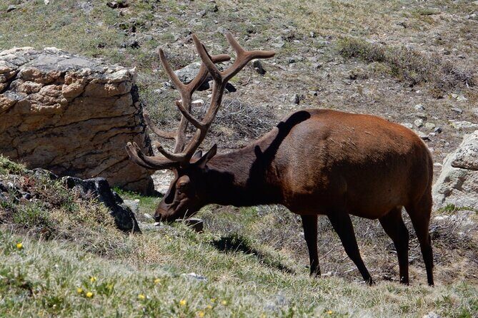 Private Rocky Mountain National Park 4 Hour Tour - The Sum Up