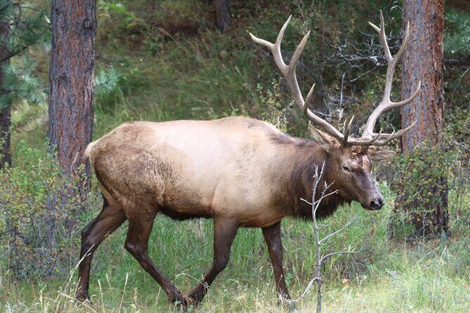 Private Rocky Mountain National Park 6 Hour Tour - Key Points