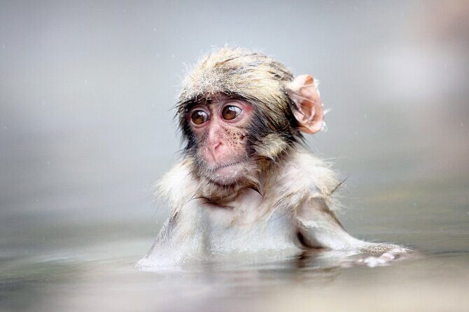 Private roundtrip transport: to/from Snow Monkey Park - Key Points