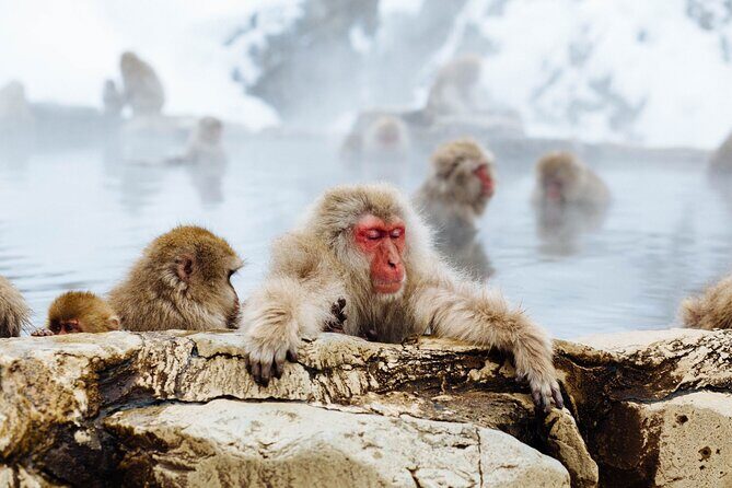 Private roundtrip transport: to/from Snow Monkey Park - A Deep Dive into the Snow Monkey Private Transport Experience