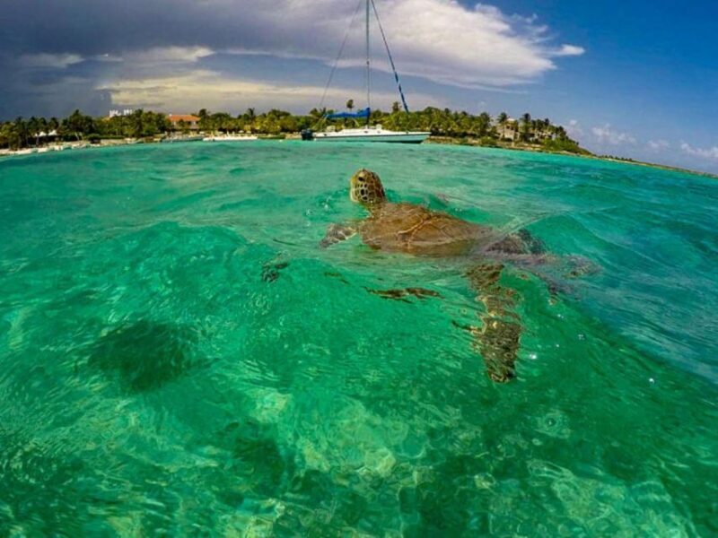 Private Ruins, Turtles Snorkel & Adventure Park with Lunch - What to Expect in Detail
