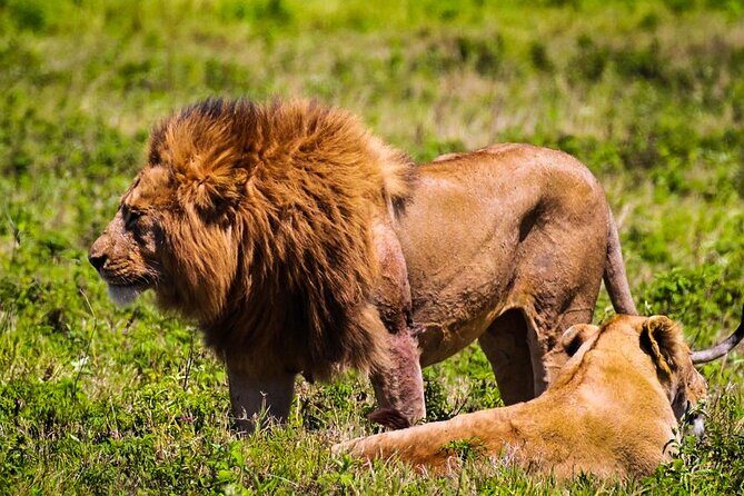 Private Safari and Wildlife Tour in Hluhluwe - Exploring the Itinerary: What to Expect