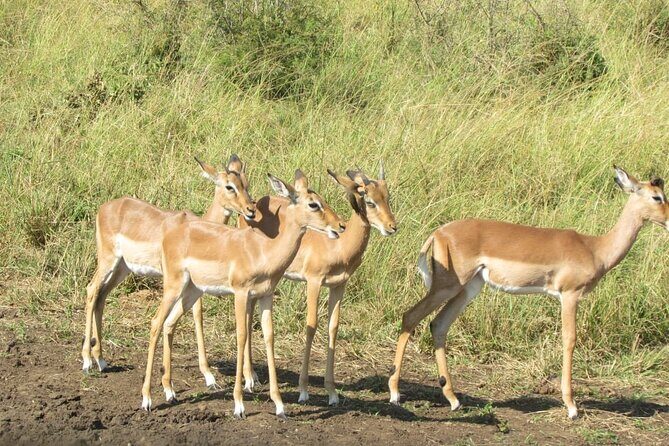 Private Safari and Wildlife Tour in Hluhluwe - Practical Tips for Your Safari Day