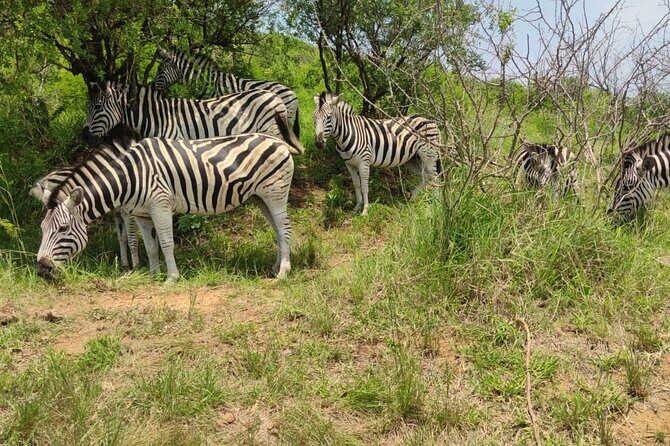 Private Safari and Wildlife Tour in Hluhluwe - The Sum Up: Is This Safari Worth It?