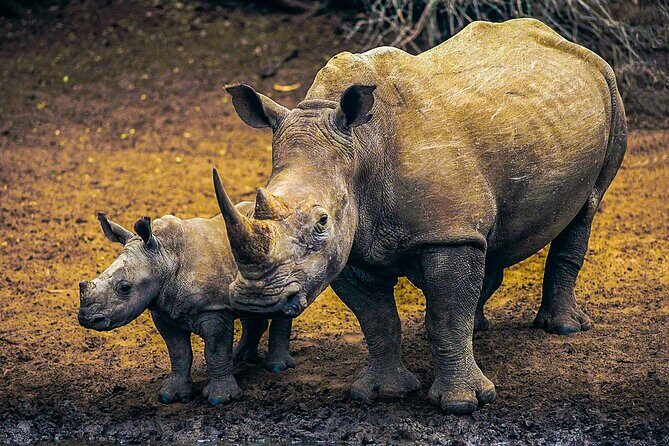 Private Safari and Wildlife Tour in Hluhluwe - FAQ