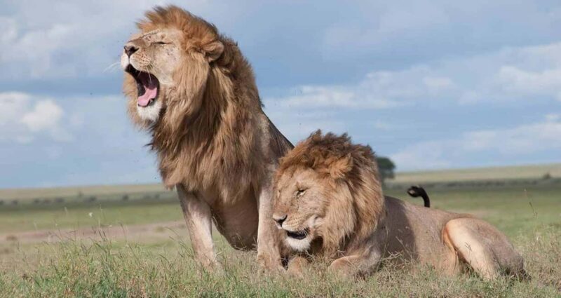 Private Safari Day-Tour in Amboseli National Park - FAQ