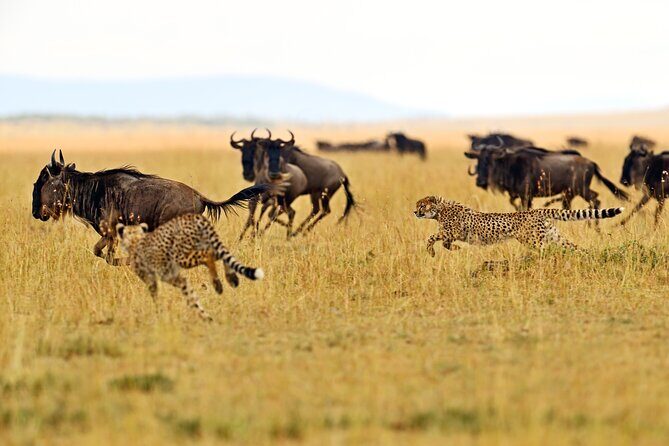 Private Safari in Tarangire National Park - Key Points