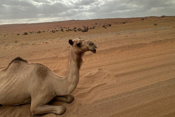 Private Safari tour and Wadi in 4x4 with a local guide - Key Points