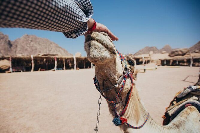 Private Safari Tour & Camel Ride in Sinai Desert of Sharm - Key Points
