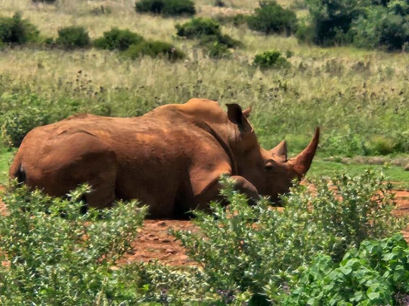 Private Safari Tour: Pilansberg National Park Big 5 - Introduction