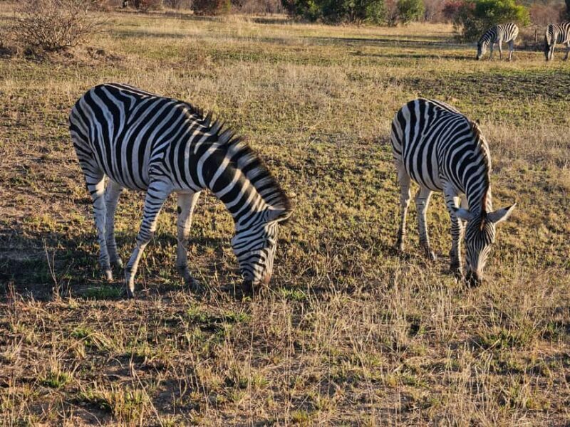 Private Safari Tour: Pilansberg National Park Big 5 - The Sum Up