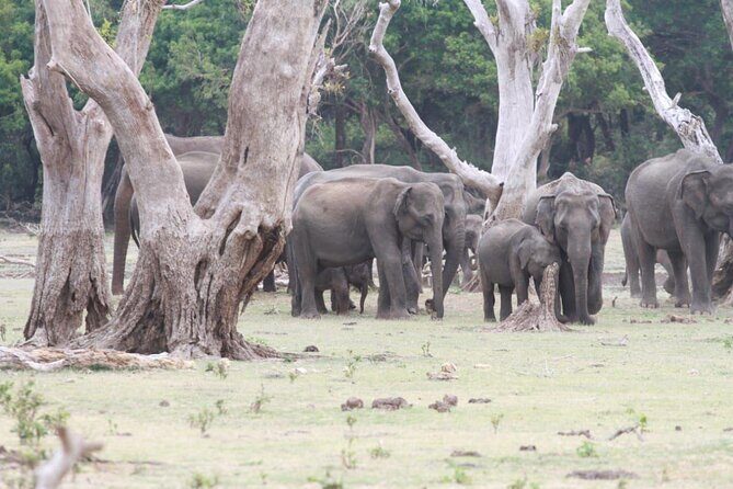 Private Safari Tours in Minneriya National Park - Key Points