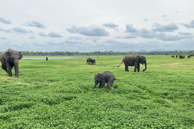 Private Safari Tours in Minneriya National Park - Authentic Encounters and Verified Praise