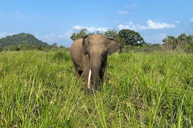 Private Safari Tours in Minneriya National Park - Who Will Love This Tour?