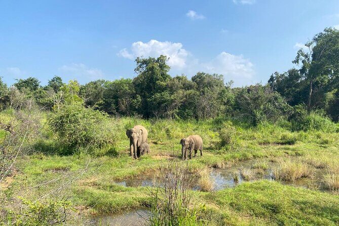 Private Safari Tours in Minneriya National Park - The Sum Up: Is This Safari Worth It?