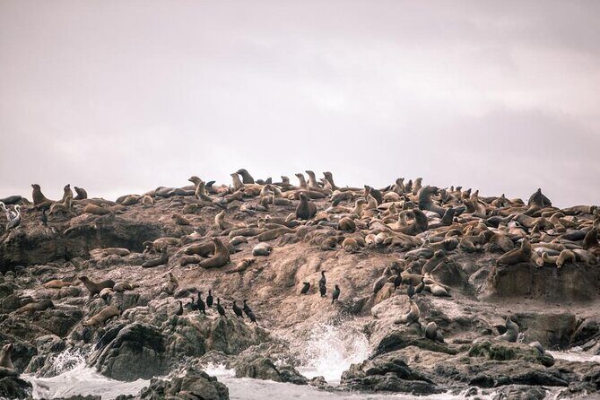 Private Sailing Tour of Bodega Bay - Final Thoughts: Who Will Love This Tour?