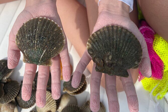 Private Scallop Charter in Crystal River - A Deep Dive into the Crystal River Scallop Adventure