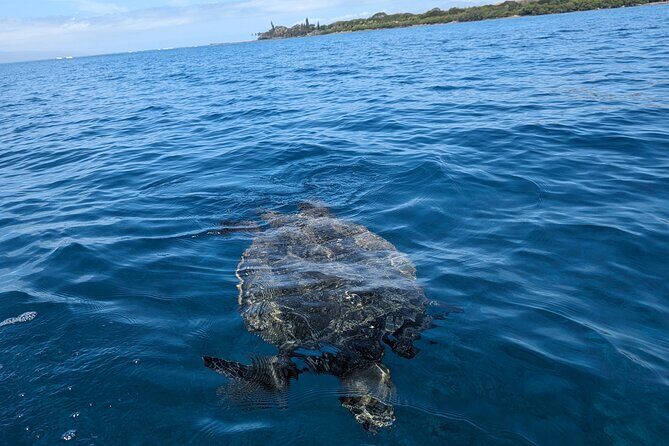 Private Scenic and Reef Snorkeling Kayak Adventure in West Maui - Setting Out from Olowalu Beach: Ease and Scenery