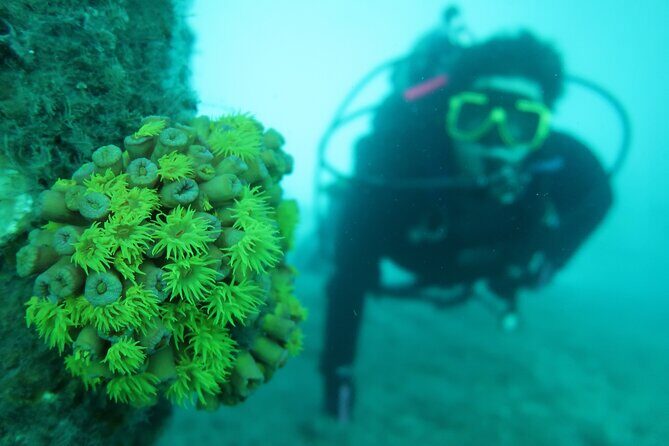Private Scuba Diving Expert-Led Excursion Training with Tour - Why This Tour Stands Out