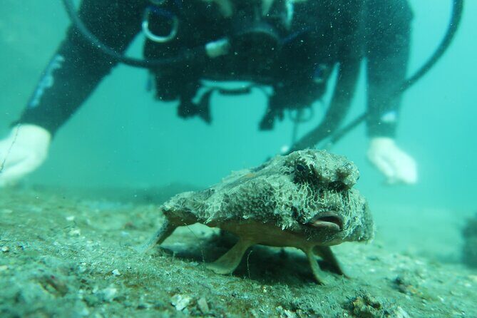 Private Scuba Diving Expert-Led Excursion Training with Tour - Final Thoughts: Is It for You?