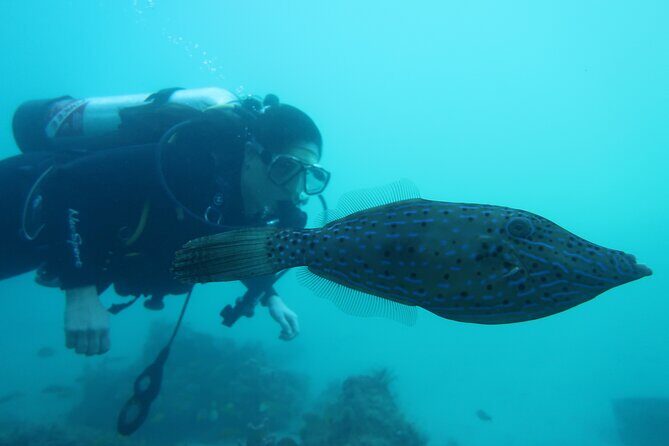 Private Scuba Diving Expert-Led Excursion Training with Tour - The Sum Up