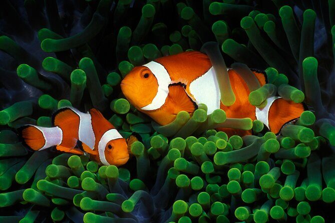 Private Scuba Diving Initiation with Licensed Guide - What You Can Expect