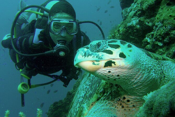 Private scuba diving trips Muscat - What This Tour Offers: An Underwater Adventure in Comfort and Style
