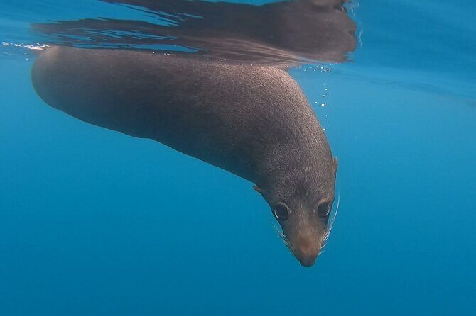 Private Seal Kayaking and Wildlife Tour in Kaikoura - Authentic Reviews: What Participants Say