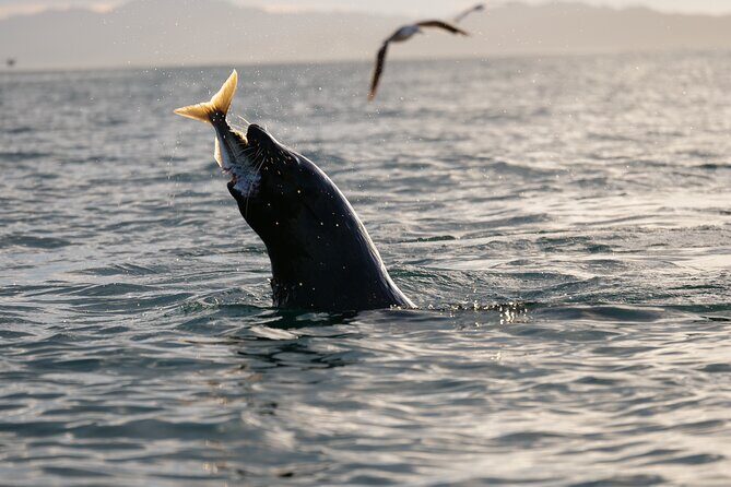 Private Seal Kayaking and Wildlife Tour in Kaikoura - Practical Considerations and Value