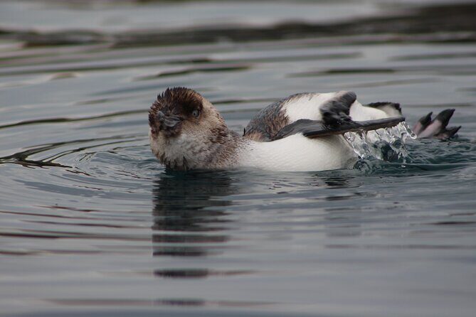 Private Seal Kayaking and Wildlife Tour in Kaikoura - Frequently Asked Questions