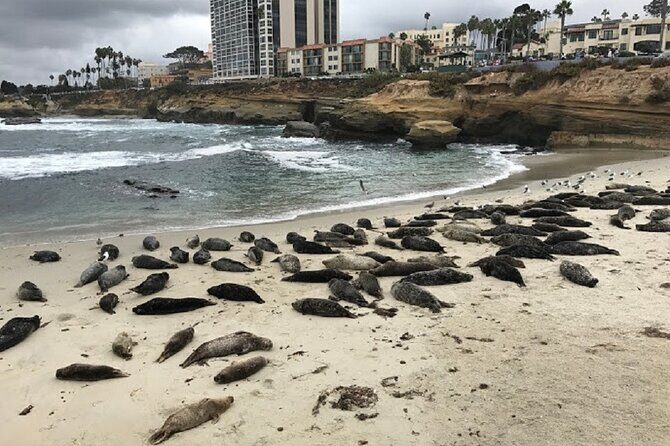 Private Segway Experience Through La Jolla - Key Points