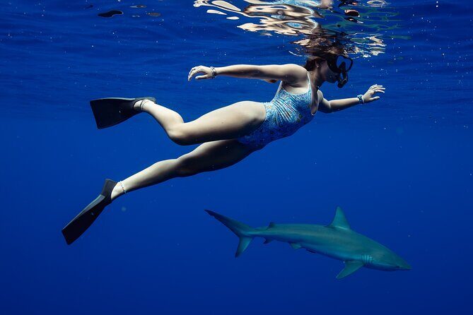 Private Shark Dive, Oahu, Hawaii (6 Guest) - The Experience: What It’s Like on the Water