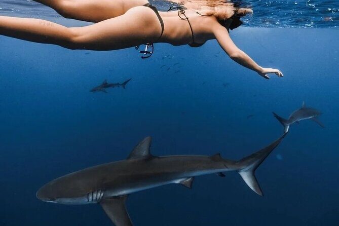 Private Shark Dive, Oahu, Hawaii (6 Guest) - Frequently Asked Questions
