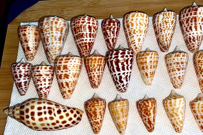 Private Shelling and Dolphin Excursion - Who Will Love This Tour?