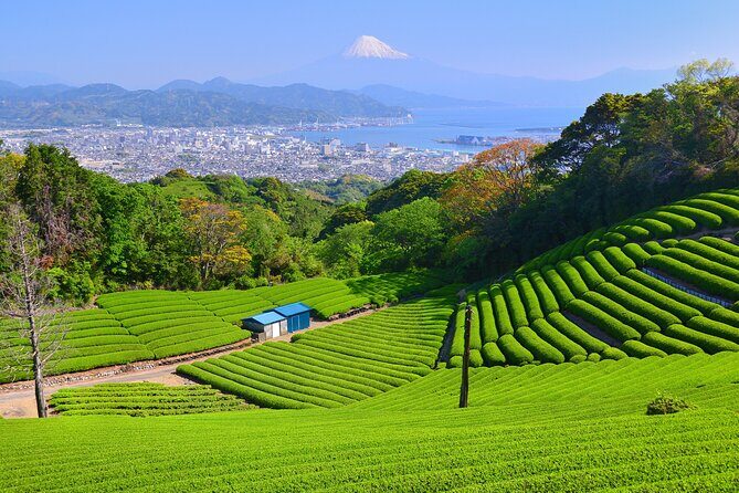 Private Shizuoka Tour from Shizuoka Station / Van Taxi - An In-Depth Look at the Tour Experience