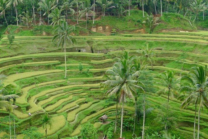 Private Shore Excursion: Highlights of Bali - Exploring Bali’s Highlights: What to Expect