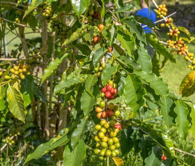Private Shore Excursion Kona Coffee & National Historic Park - Exploring the Details: What to Expect on This Kona Adventure