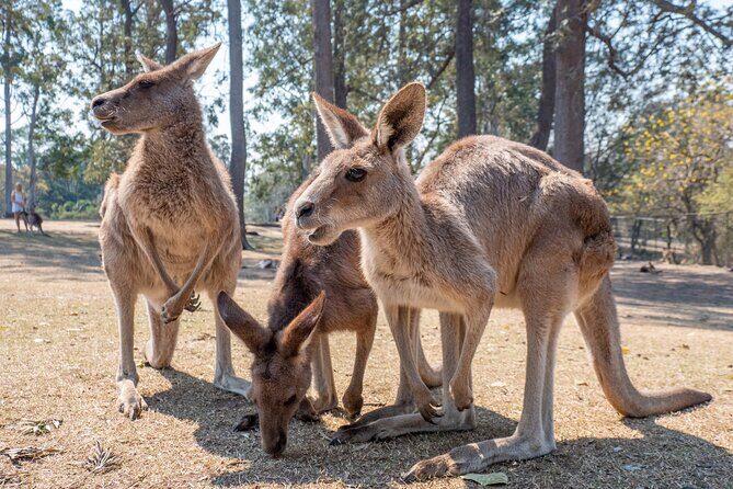 Private Shore Excursions with Lone Pine Koala Sanctuary Visit - Frequently Asked Questions