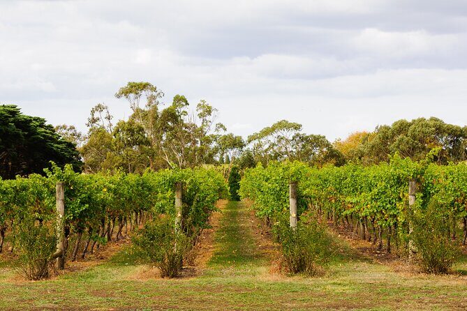 Private Shore Tour: Bellarine Peninsula Wine Experience - The Experience of Scenic Views and Authentic Wineries
