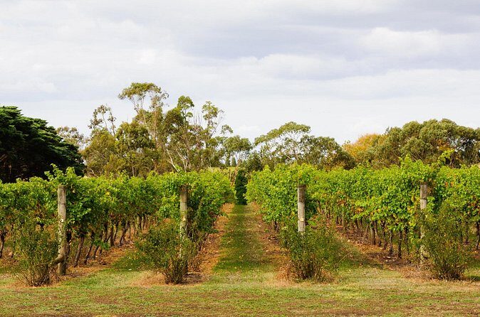 Private Shore Tour: Bellarine Peninsula Wine Experience - Frequently Asked Questions