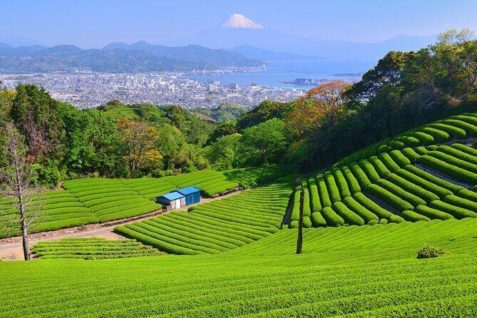 Private Sightseeing Tour from Shimizu Port /Small Bus - Exploring the Itinerary: What to Expect from Start to Finish