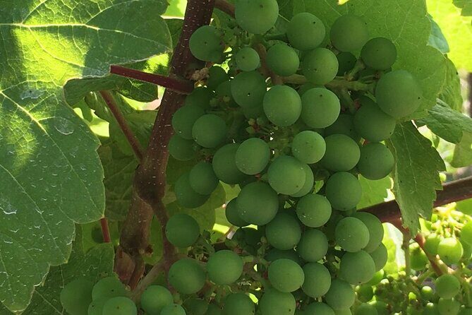 Private Small Group Local Wine, Cider Tasting, Central Saanich - An In-Depth Look at the Itinerary