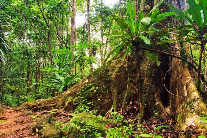 Private Small Group Tour in Blue Mountains - Transportation & Group Size