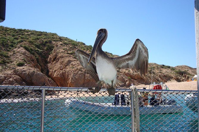 Private Snorkel Cruise in Cabo San Lucas - An Honest Look at the Experience