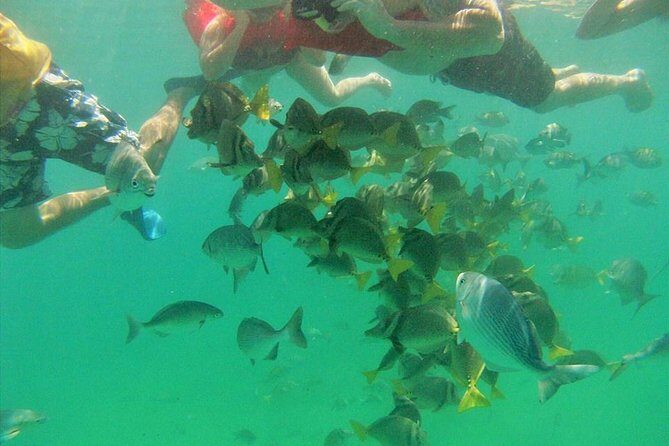 Private Snorkel Cruise in Cabo San Lucas - The Bottom Line