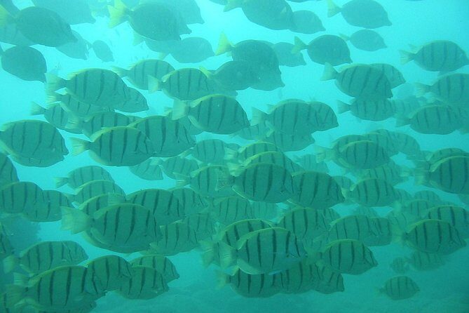 Private Snorkel Cruise in Cabo San Lucas - FAQs