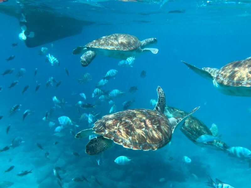 Private Snorkel Experience with Sea Turtle for Cruisers - Key Points