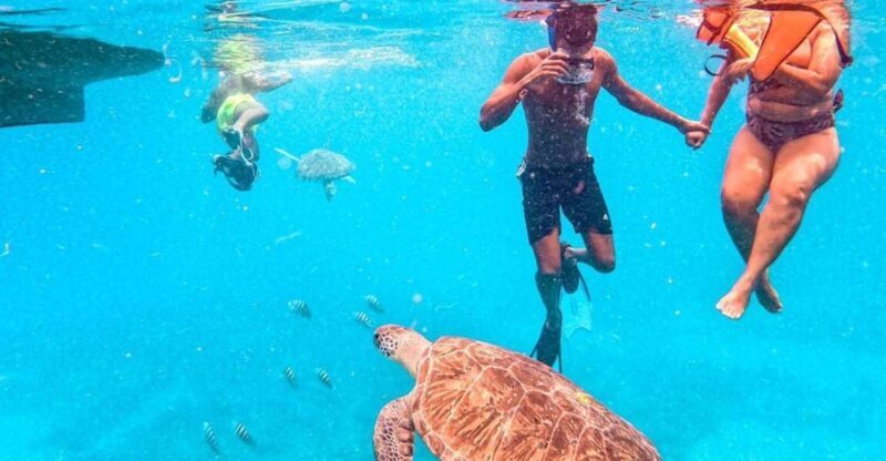 Private Snorkel Experience with Sea Turtle for Cruisers - What Makes This Snorkeling Tour Stand Out