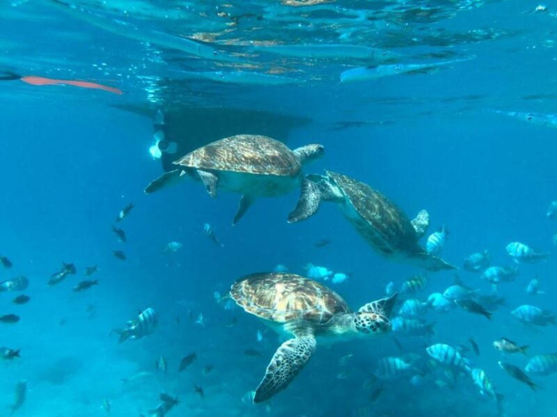 Private Snorkel Experience with Sea Turtle for Cruisers - Why This Tour Offers Great Value
